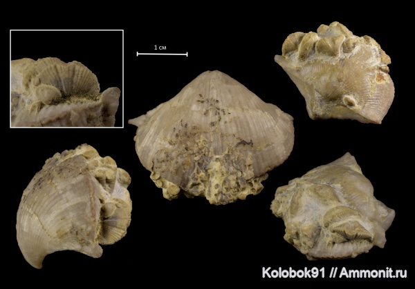 Cyrtospirifer, Cyrtospirifer zadonicus, Epizoans, Прижизненное положение брахиопод
