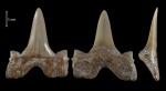 Cretolamna appendiculata