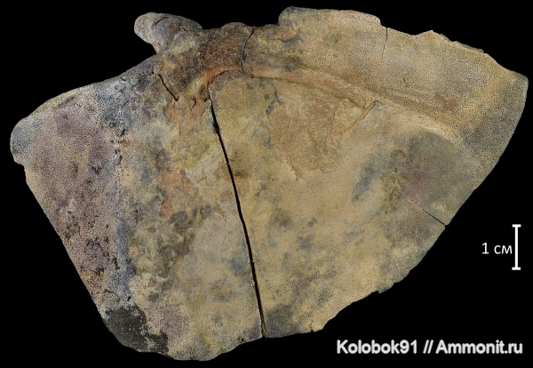 девон, рыбы, плакодермы, Placodermi, артродиры, fish, Arthrodiriformes