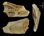 Ischyodus sp.