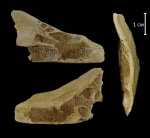 Ischyodus