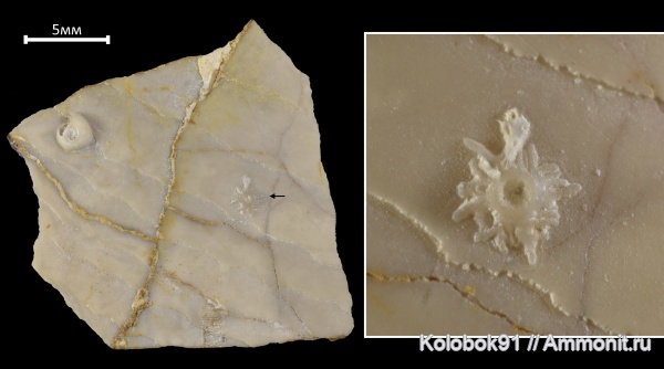 Inoceramus, holdfast