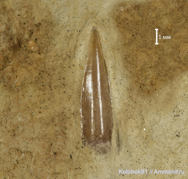 Enchodontidae
