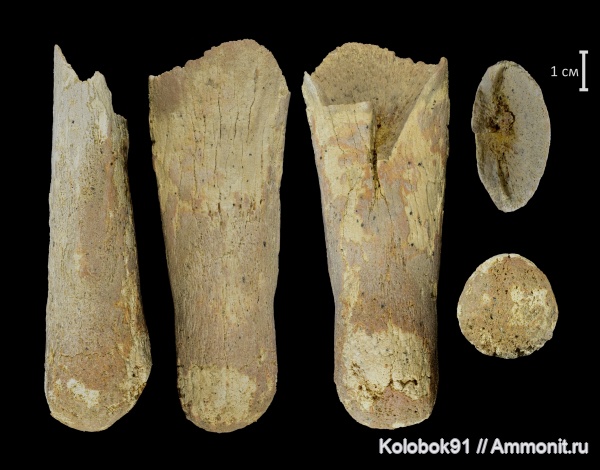 водные рептилии, плезиозавры, Plesiosauria, плечевая кость, проподий