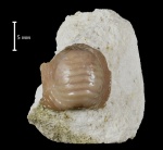 Ptychodus mammillaris