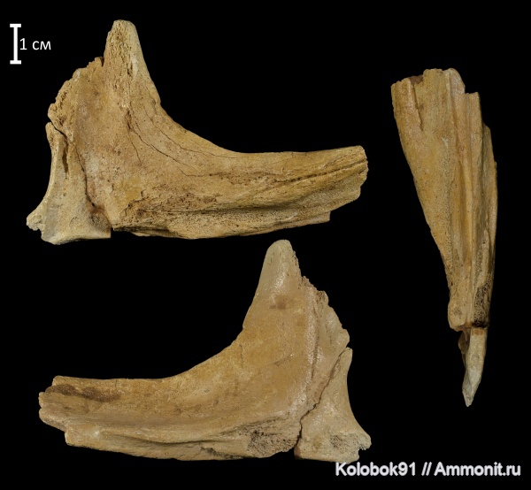 водные рептилии, ихтиозавры, Platypterygius, Ichthyosauria