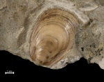 Lingula ex gr. subparallela Sandb.(?)