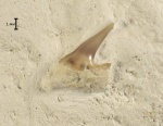 Hexanchidae