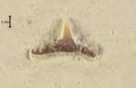 Synechodus dubrisiensis(?)