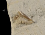 Galeorhinus cf. glickmani