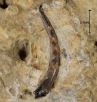 Onychodontiformes g. ind.