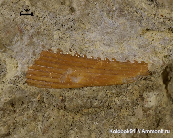 девон, рыбы, позвоночные, Devonian, Acanthodii, Acanthodiformes, fish