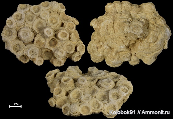 девон, Devonian, верхний девон, Rugosa, Donia, Donia russiensis, Disphillia, Disphillia russiensis