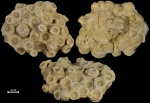 Donia russiensis, Soshkina (Disphillia russiensis,Soshk)