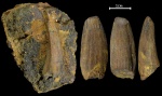 Holoptychius sp.