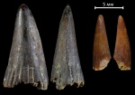Holoptychius sp.