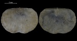 Nervostrophia fischeri Vern.