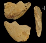 Ischyodus gubkini