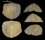 Douvillina sp.