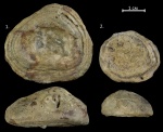 Alveolites sp.