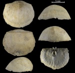 Douvillina aronovae Ljasch.