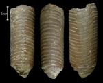 Bactritida