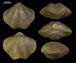 Anathyris helmersenii Buch.