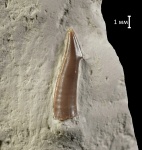 Enchodus gladiolus