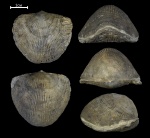 Atrypa vulgaris Ljasch.