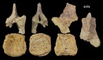 Leptocleidia