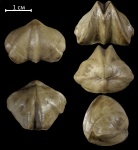Leiorhynchus biplicatus Nal.