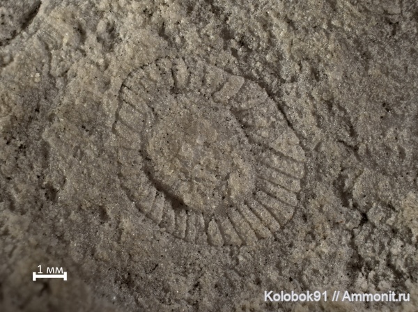 кембрий, губки, археоциаты, Archaeocyatha