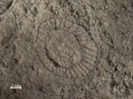 Archaeocyatha