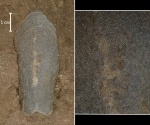 Poraspis sp.