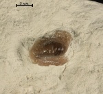 Ptychodus anonymus(?)