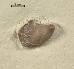 Ptychodus mammillaris
