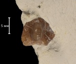 Ptychodus anonymus