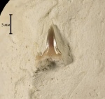 Archaeolamna sp.