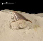 Squalicorax falcatus (?)