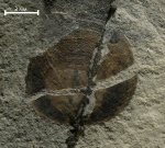 Botsfordia caelata (Hall, 1847)