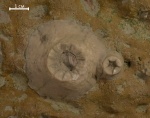 Холдфасты морских лилий