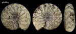 Craspedites sp.