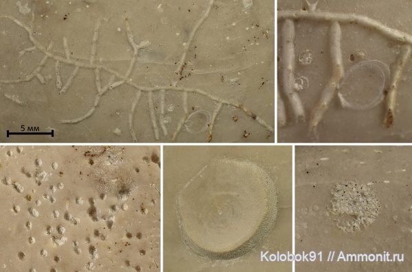 морские ежи, иглокожие, мел, Bryozoa, Echinocorys, Foraminifera, Echinocorys duponti