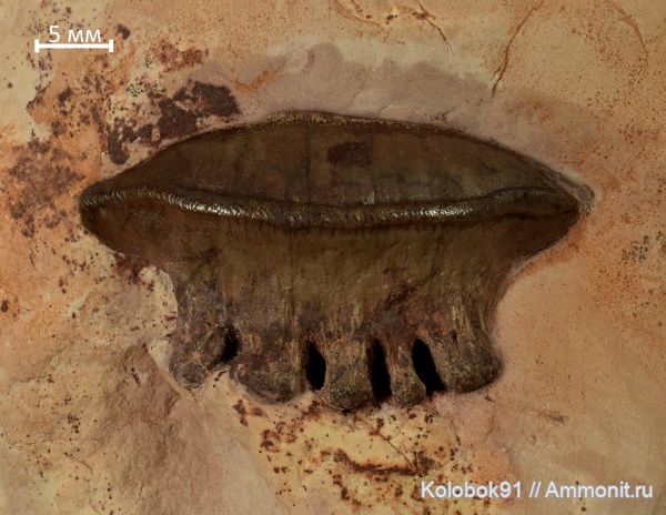 карбон, рыбы, Polyrhizodus, Polyrhizodus concavus