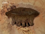 Polyrhizodus concavus (Trautschold, 1874)