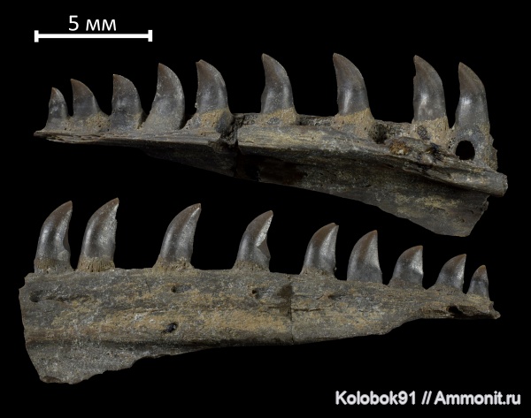 пермь, Mycterosaurus, Varanopidae