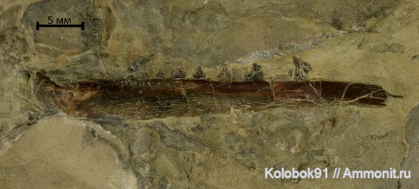 девон, рыбы, зубы, позвоночные, Devonian, Acanthodii, Acanthodiformes, челюсти, fish, teeth, Ischnacanthidae