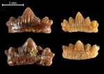 Protacrodus?