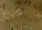 Колония ювенильных Edrioasteroidea