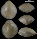 Cryptonella sp.